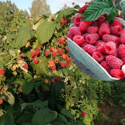 Rubus idaeus 'Šahrizada' - Harilik vaarikas 'Šahrizada' C3/3L